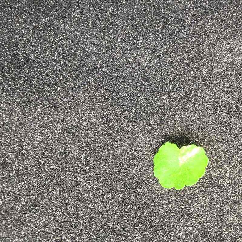 Carbone attivo di guscio di noce di cocco per l'accumulo di energia